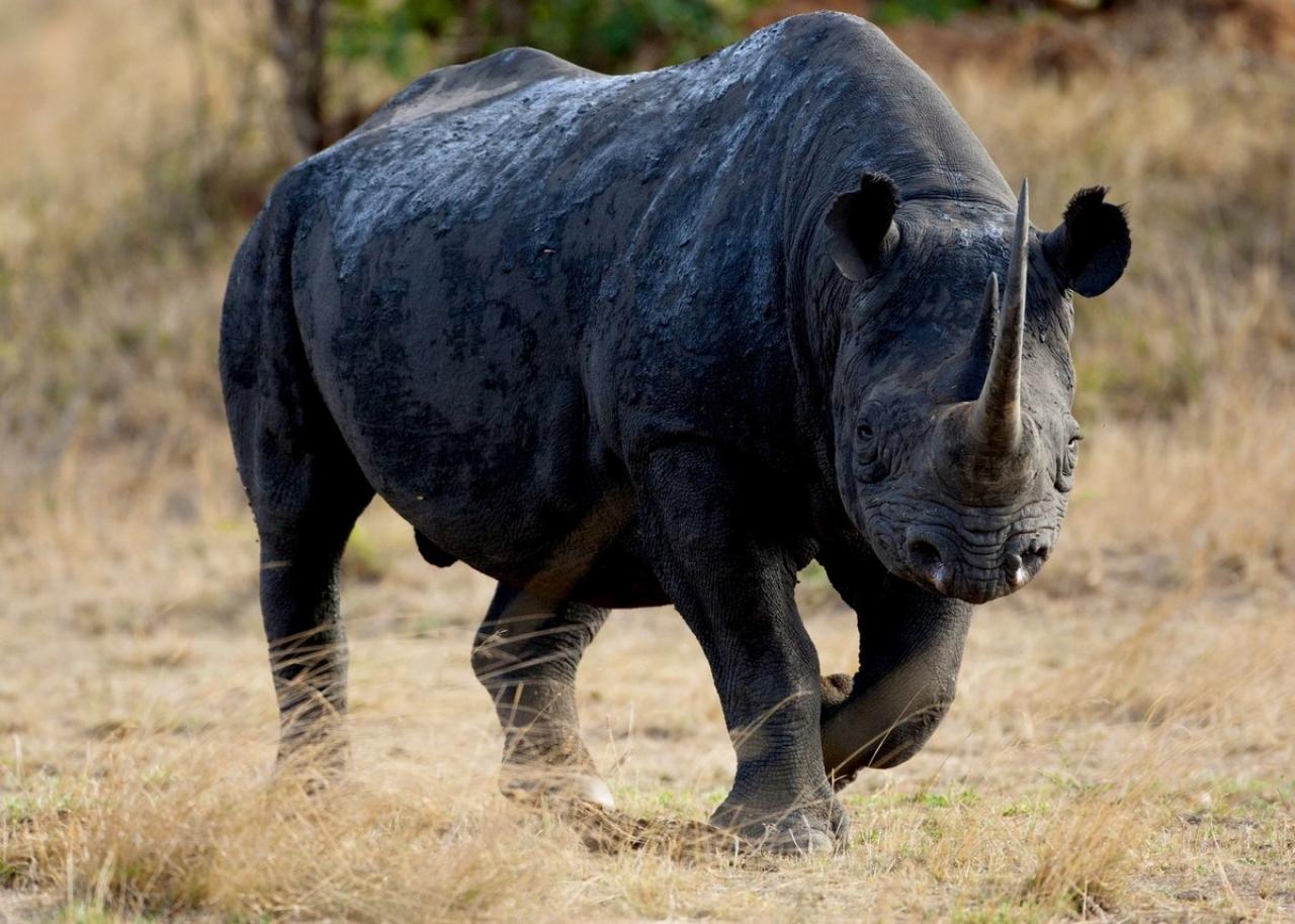 Черный Носорог