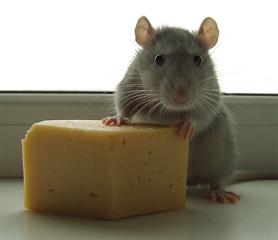 Сыр – не любимая еда мышей