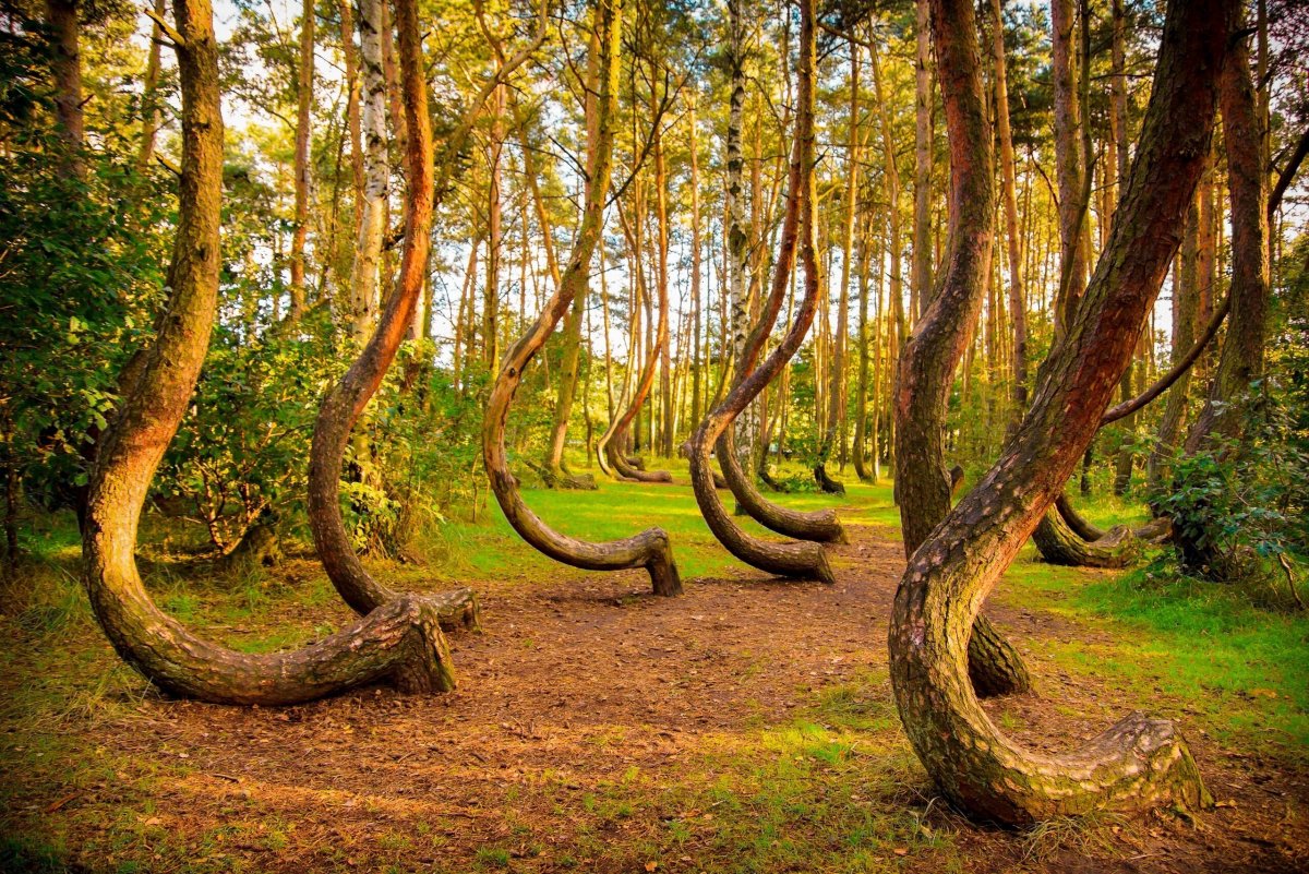 Кривой лес – Польша