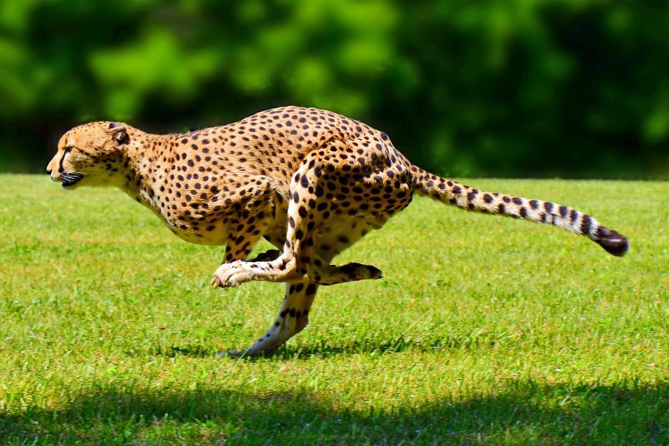 Миф: гепард - самое быстрое животное в мире