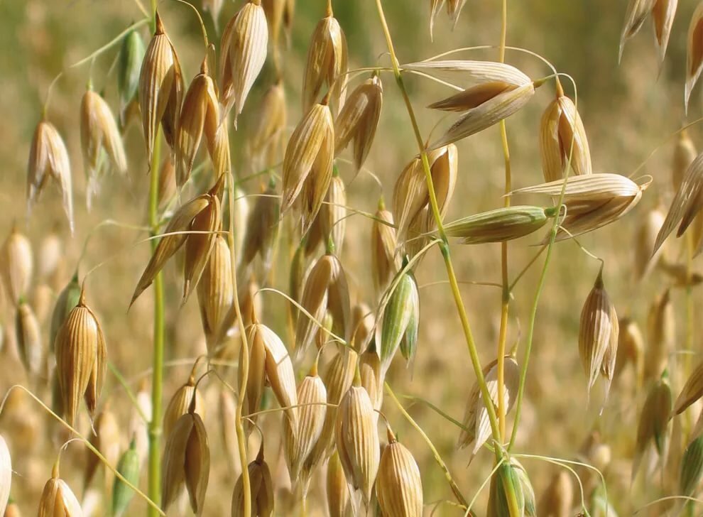 Овёс посевной Avena Sativa l.