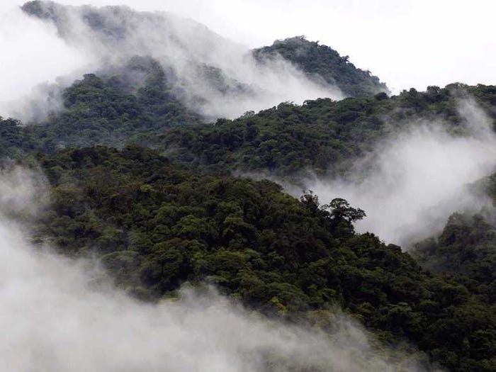 Облачный лес Монтеверде – Коста-Рика