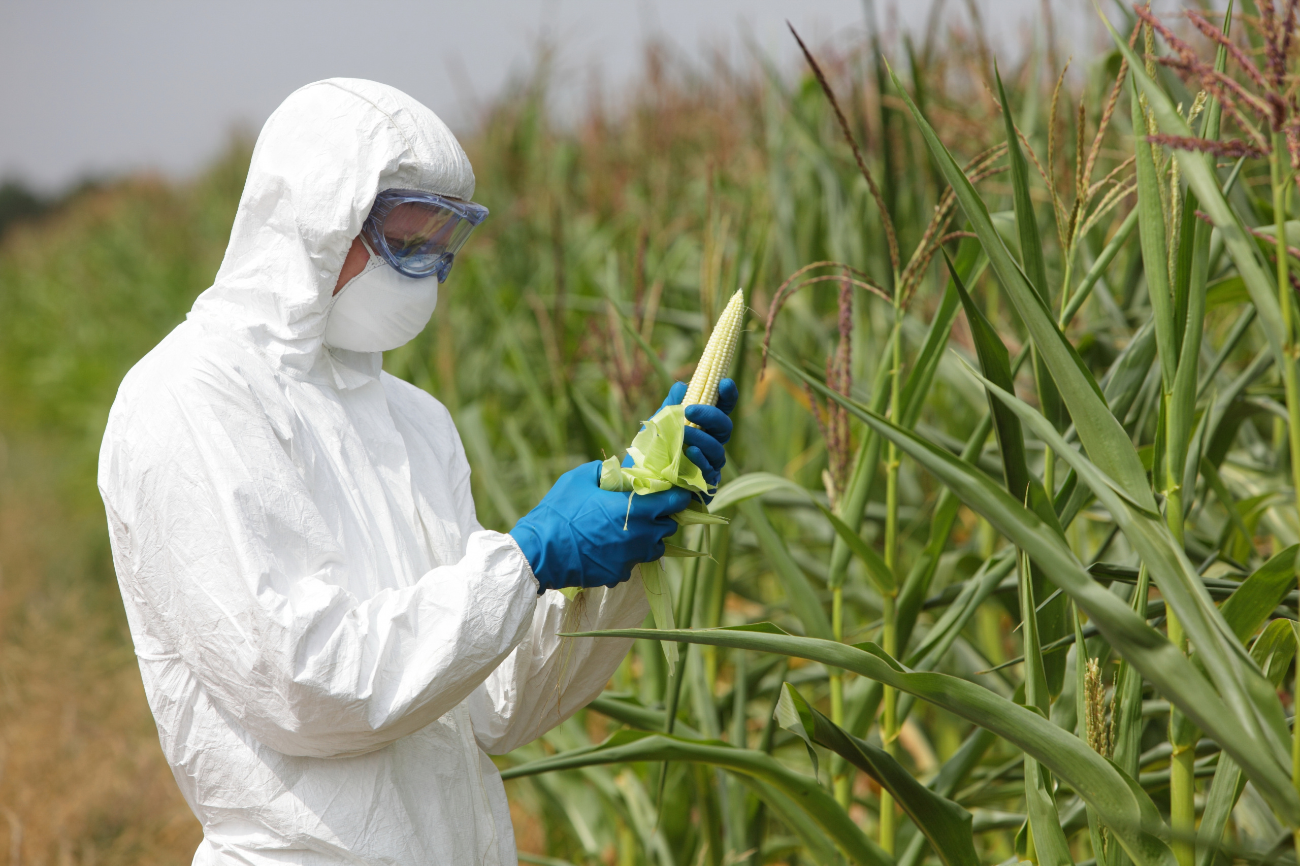 Выращивание ГМО-растений разрешено в большинстве стран