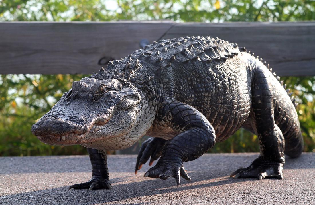 Аллигаторы и крокодилы – 80 миллионов лет