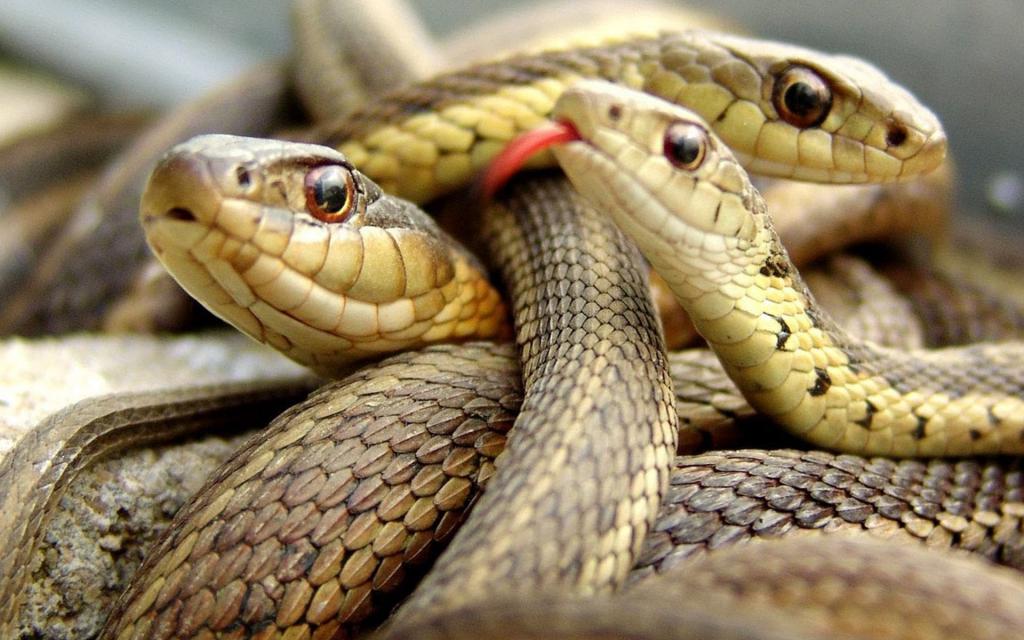 Змеи – 100 миллионов лет