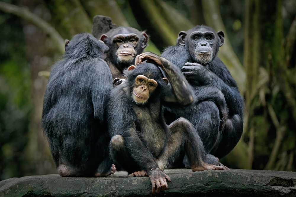 Человекообразные обезьяны – 20 миллионов лет