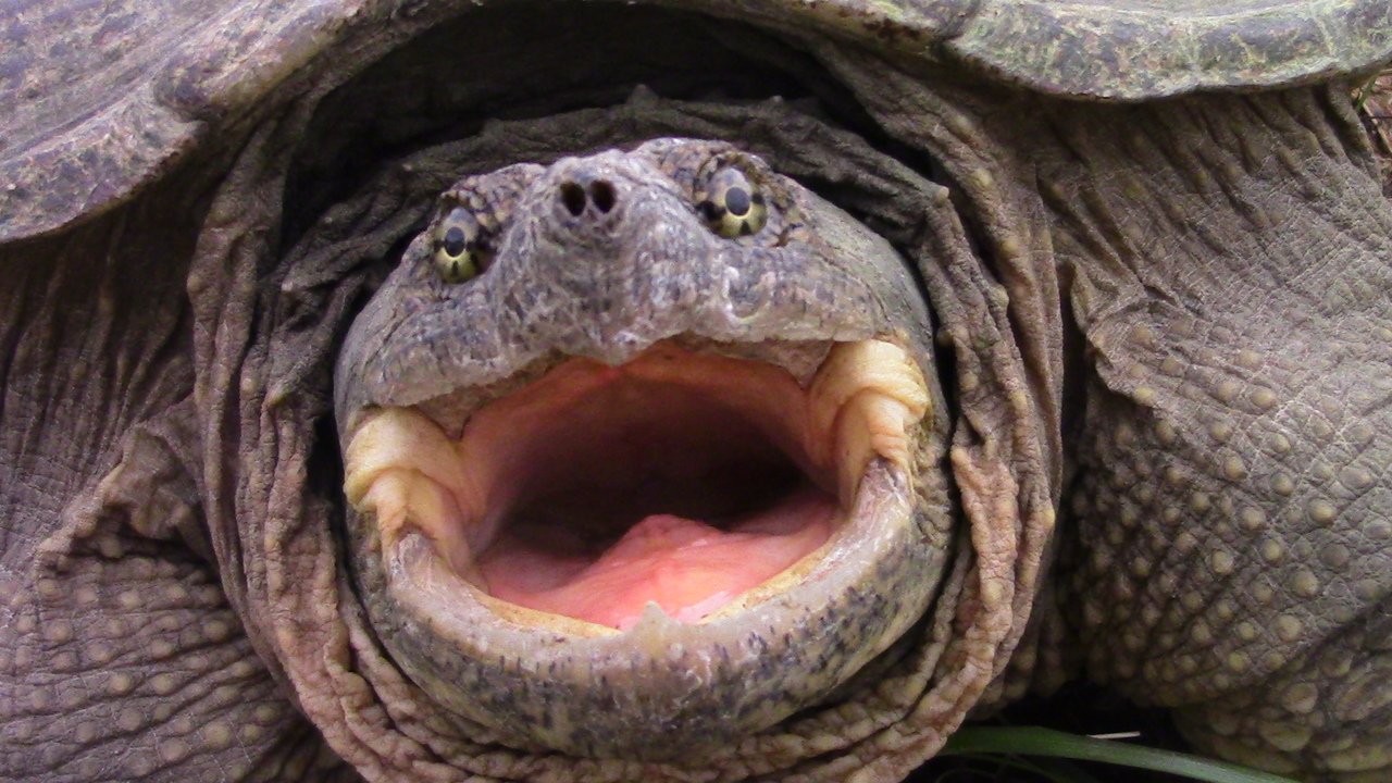 У черепах нет зубов