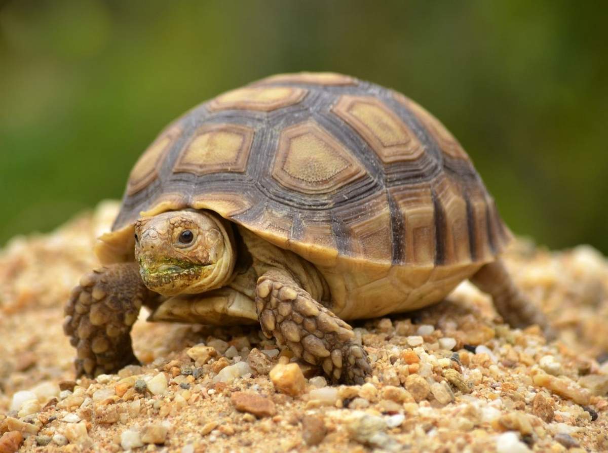 Большинство черепах живут в одиночку