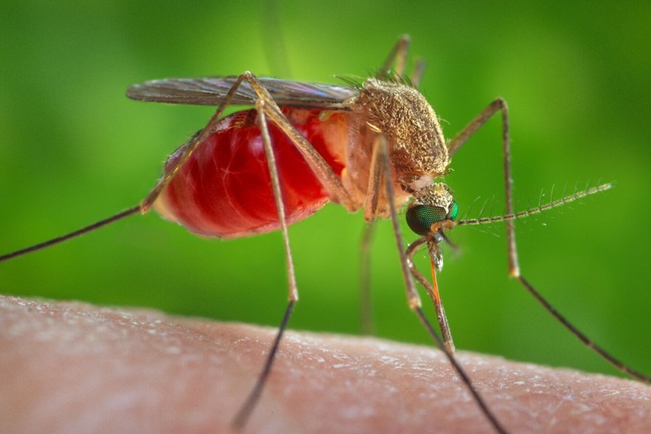 Группа крови I = комарам больше нравится кусать вас