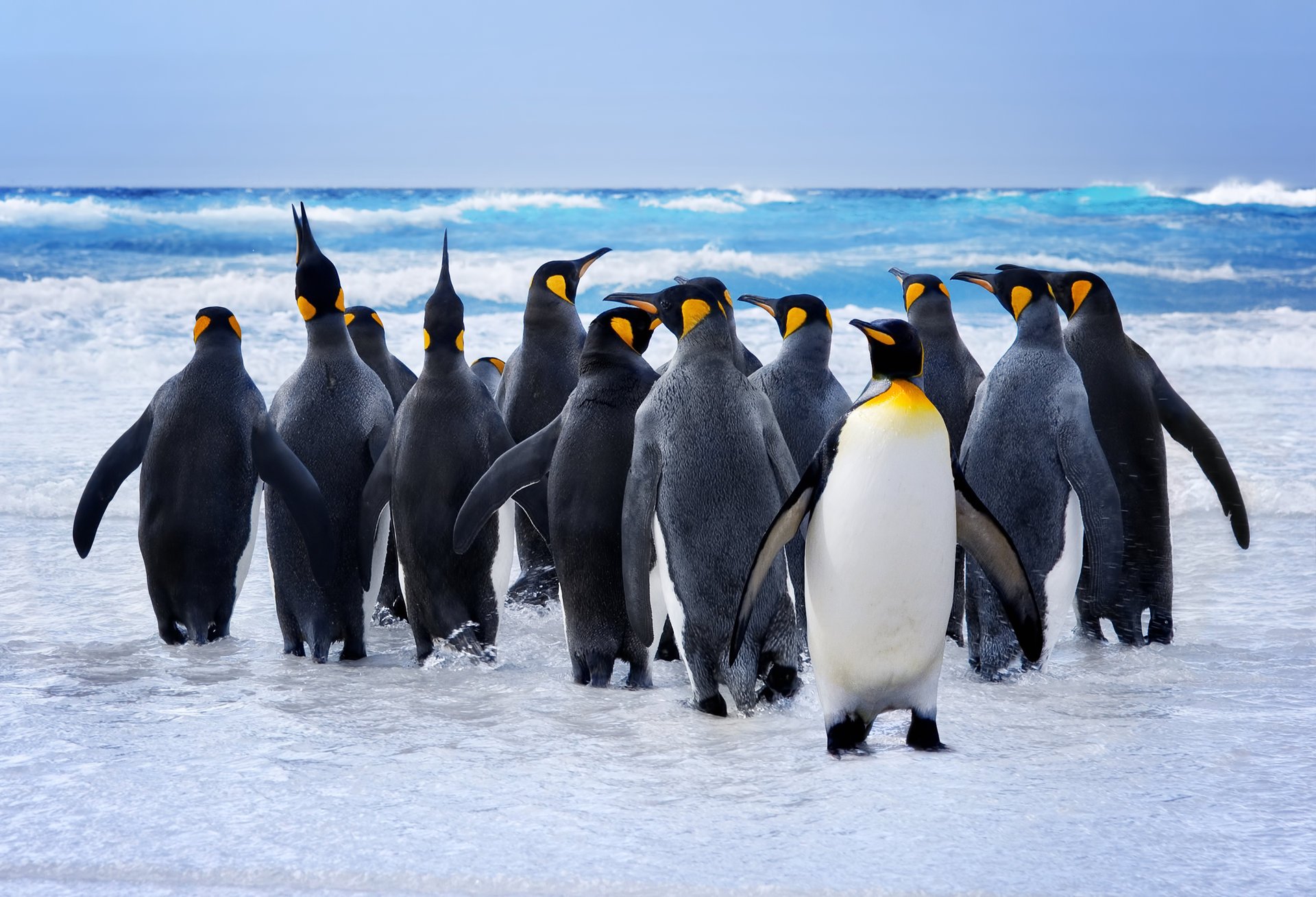 Пингвины – 40 миллионов лет