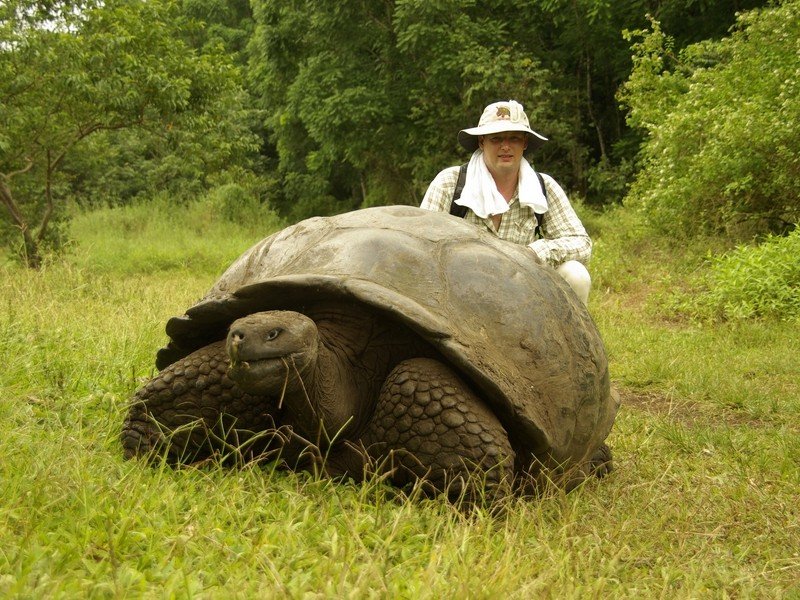 Самые крупные черепахи весят больше, чем некоторые коровы