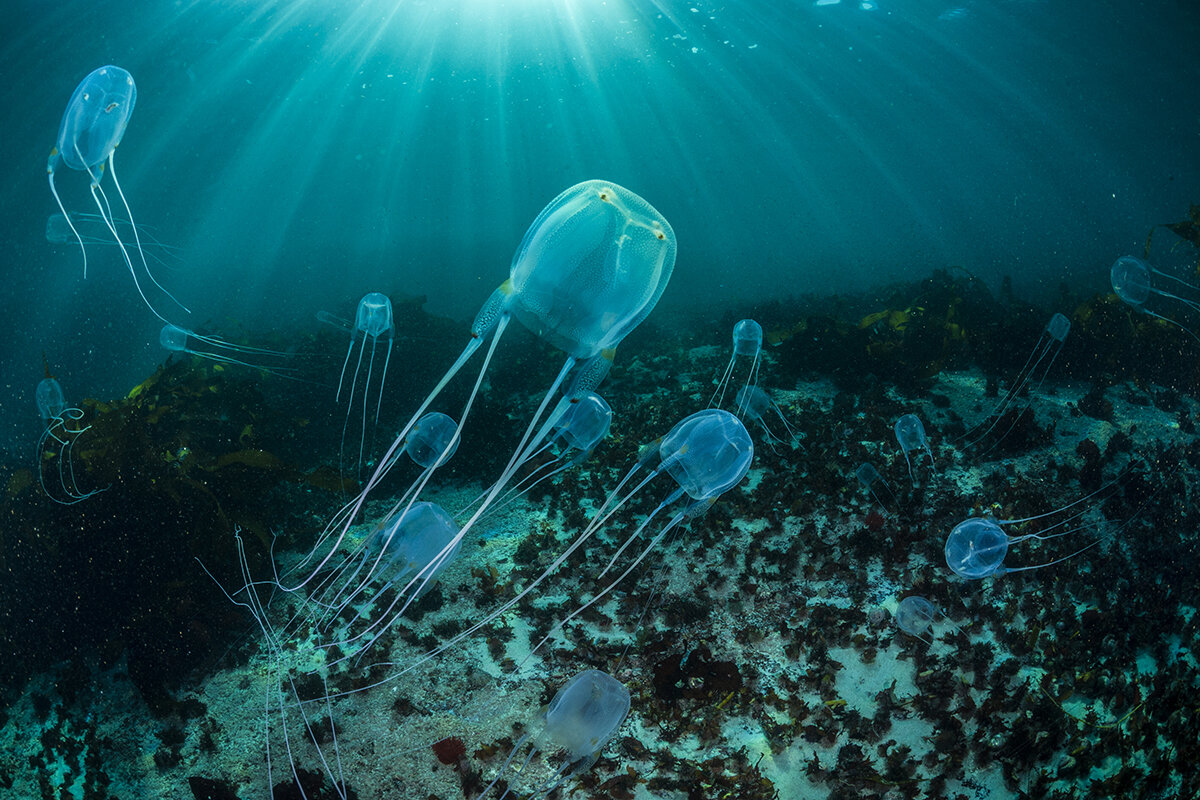 Австралийская коробчатая медуза