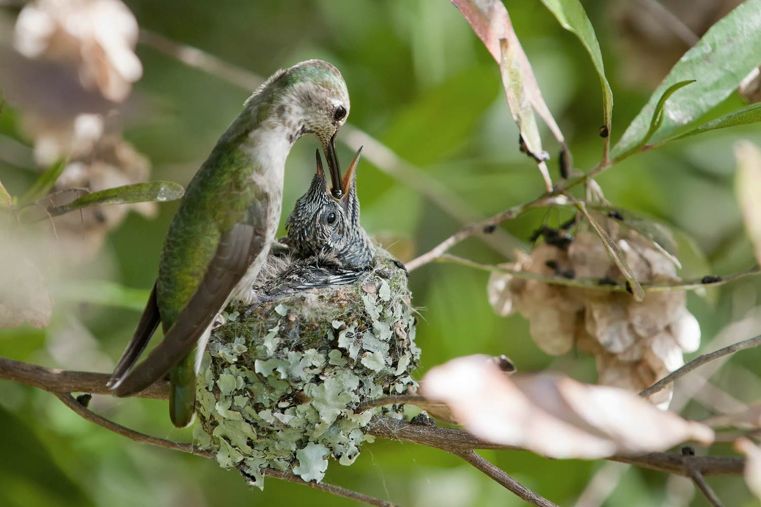 Колибри - один из самых агрессивных видов птиц!