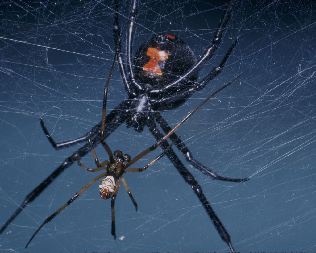 Самки едят самцов пауков